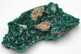Gemmy Dioptase Crystal Cluster - N'tola Mine, Congo #209336-1
